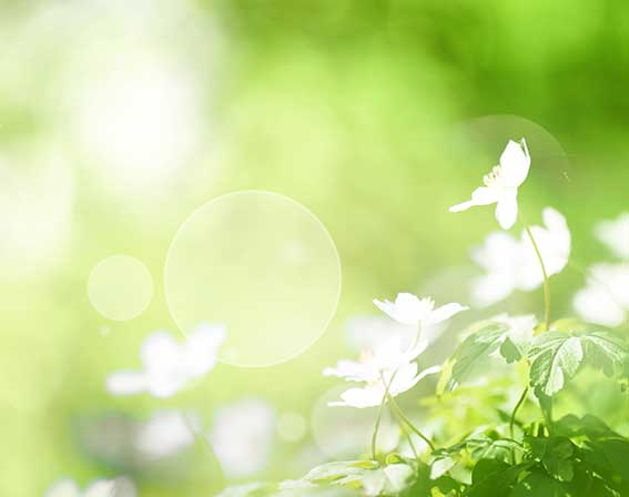 Persönliche Bachblüten Mischung